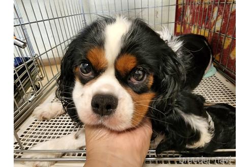 成約済の愛知県のキャバリアキングチャールズスパニエル-197045の5枚目