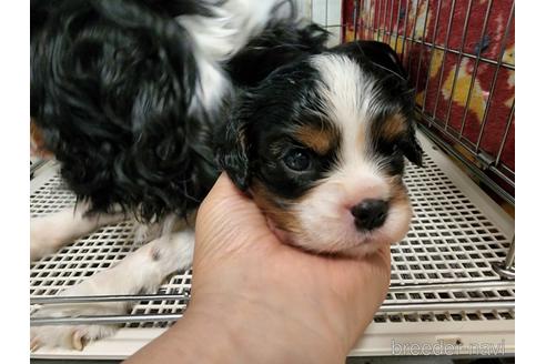 成約済の愛知県のキャバリアキングチャールズスパニエル-197045の3枚目