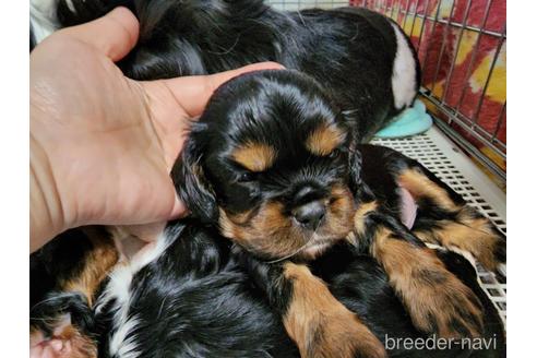 成約済の愛知県のキャバリアキングチャールズスパニエル-197046の1枚目