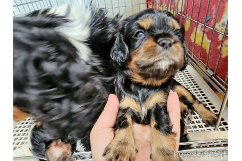 成約済の愛知県のキャバリアキングチャールズスパニエル-197046の7枚目