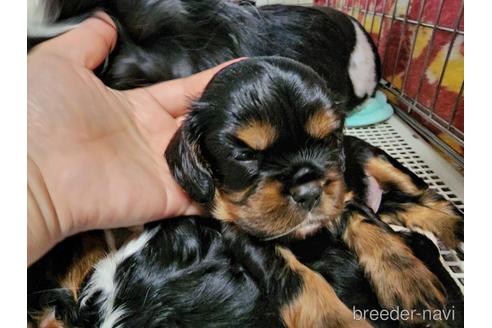 成約済の愛知県のキャバリアキングチャールズスパニエル-197046の6枚目