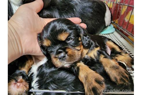 成約済の愛知県のキャバリアキングチャールズスパニエル-197046の5枚目