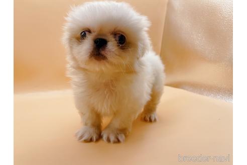 成約済の東京都のペキニーズ-199386の53枚目