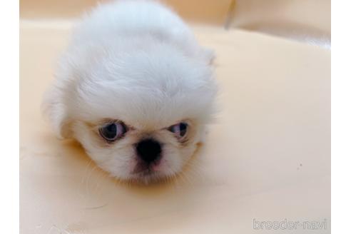 成約済の東京都のペキニーズ-199386の55枚目