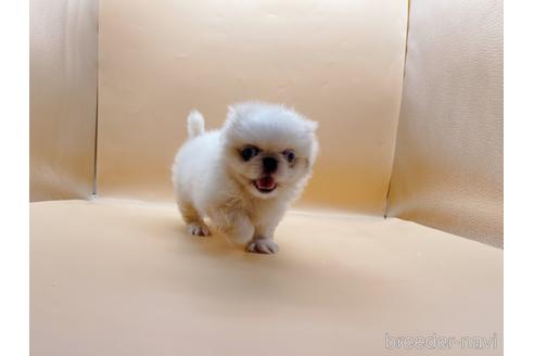 成約済の東京都のペキニーズ-199386の54枚目