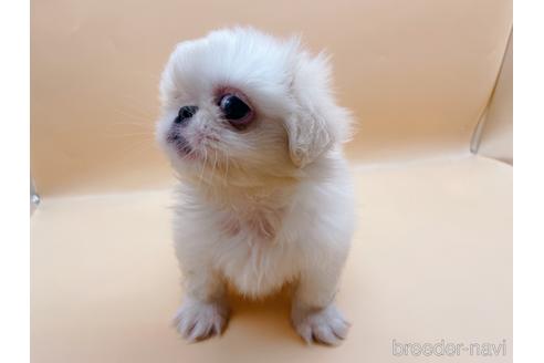 成約済の東京都のペキニーズ-199386の52枚目