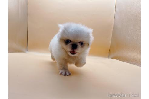 成約済の東京都のペキニーズ-199386の51枚目