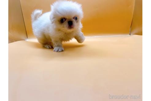 成約済の東京都のペキニーズ-199386の50枚目