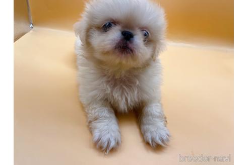 成約済の東京都のペキニーズ-199386の49枚目