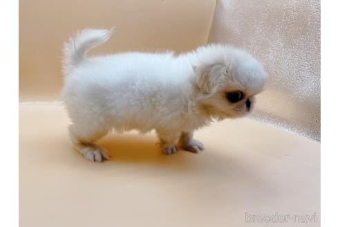 成約済の東京都のペキニーズ-199386の48枚目