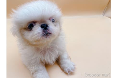 成約済の東京都のペキニーズ-199386の47枚目