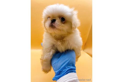 成約済の東京都のペキニーズ-199386の45枚目