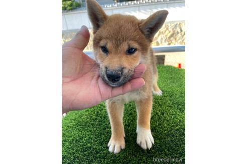 成約済の広島県の柴犬-197126の1枚目