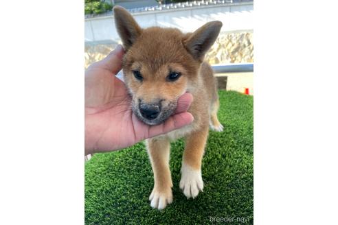 成約済の広島県の柴犬-197126の2枚目