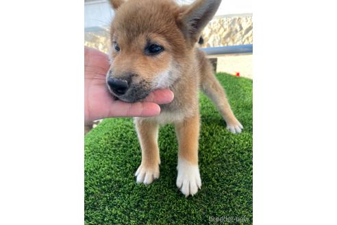 成約済の広島県の柴犬-197126の3枚目