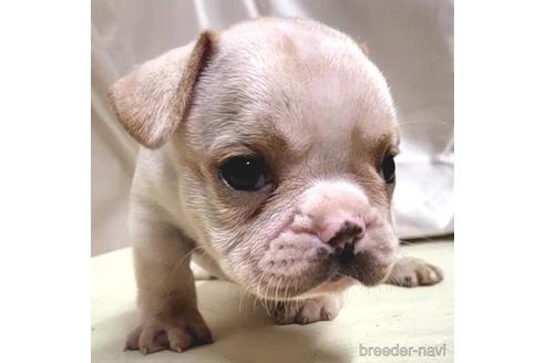 成約済の茨城県のフレンチブルドッグ-195011の6枚目