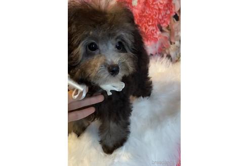 成約済の福岡県のティーカッププードル-190913の5枚目