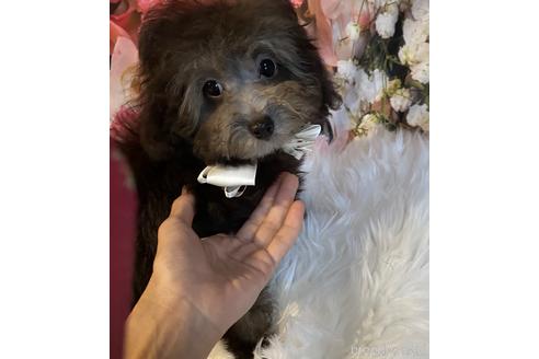 成約済の福岡県のティーカッププードル-190913の1枚目