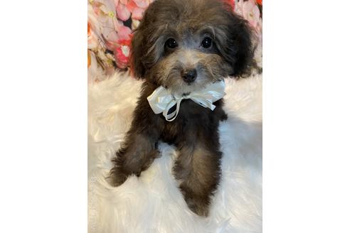 成約済の福岡県のティーカッププードル-190913の4枚目