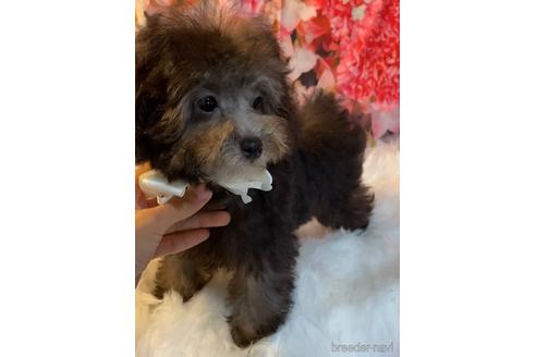 成約済の福岡県のティーカッププードル-190913の3枚目