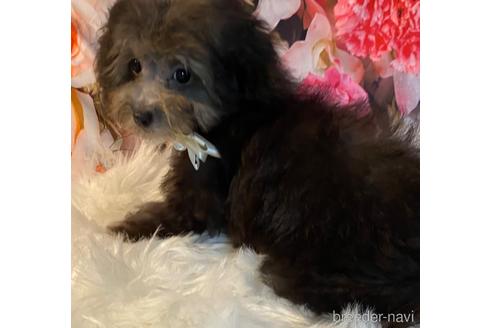 成約済の福岡県のティーカッププードル-190913の2枚目