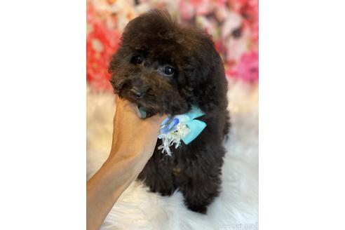 成約済の福岡県のタイニープードル-190915の1枚目