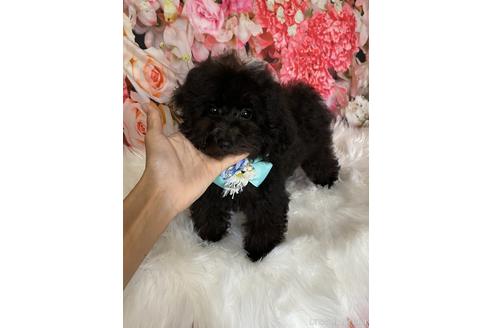 成約済の福岡県のタイニープードル-190915の4枚目