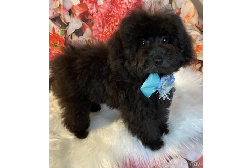 成約済の福岡県のタイニープードル-190915の3枚目