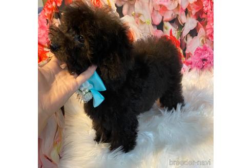 成約済の福岡県のタイニープードル-190915の2枚目