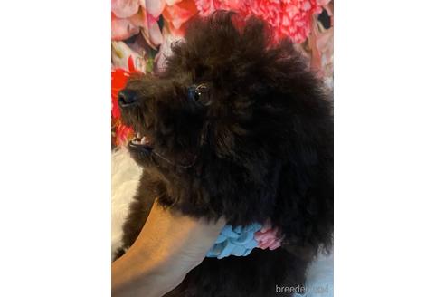 成約済の福岡県のタイニープードル-190917の5枚目