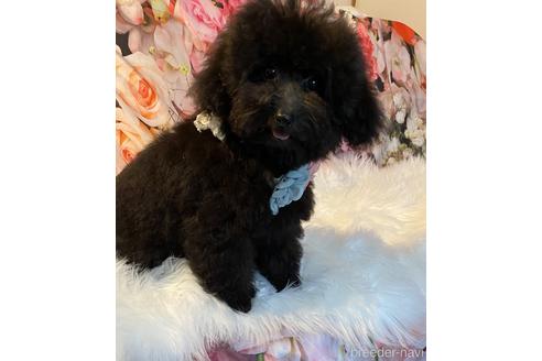 成約済の福岡県のタイニープードル-190917の4枚目