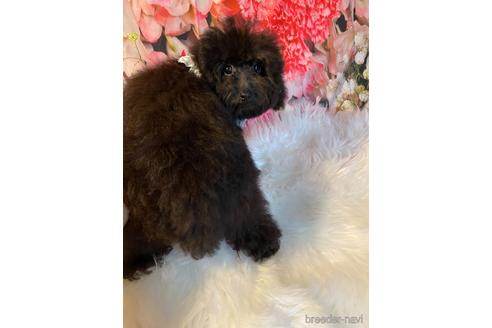 成約済の福岡県のタイニープードル-190917の3枚目