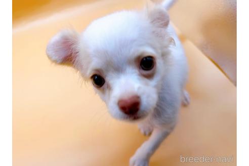 成約済の東京都のチワワ(ロングコート)-192803の11枚目