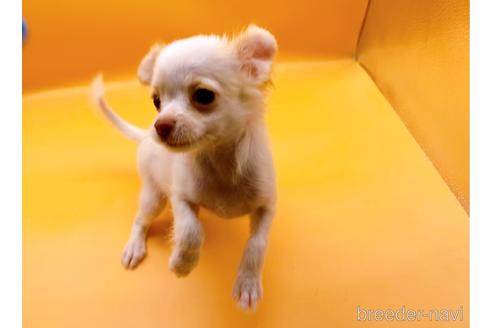 成約済の東京都のチワワ(ロングコート)-192803の3枚目