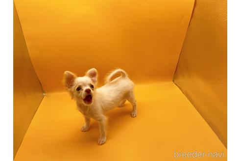 成約済の東京都のチワワ(ロングコート)-192803の4枚目