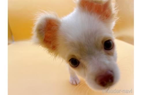 成約済の東京都のチワワ(ロングコート)-192803の5枚目