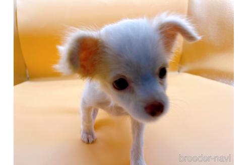 成約済の東京都のチワワ(ロングコート)-192803の6枚目