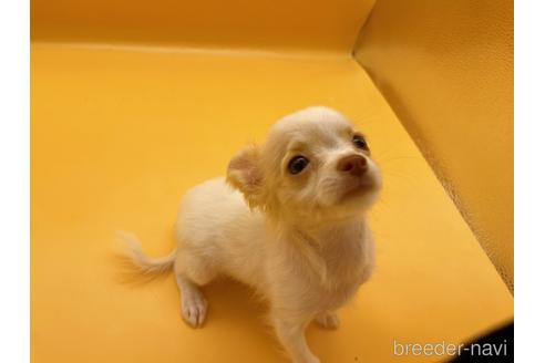 成約済の東京都のチワワ(ロングコート)-192803の7枚目