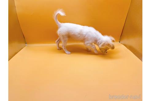 成約済の東京都のチワワ(ロングコート)-192803の8枚目