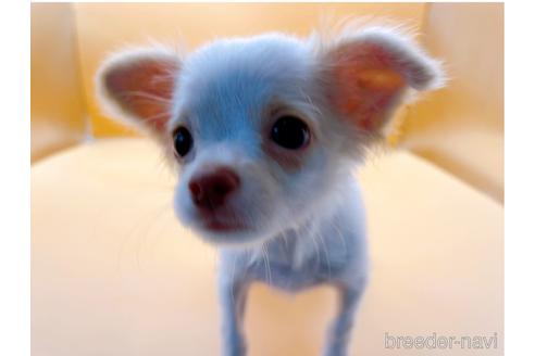 成約済の東京都のチワワ(ロングコート)-192803の1枚目