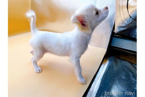 成約済の東京都のチワワ(ロングコート)-192803の10枚目