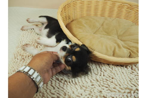 成約済の埼玉県のチワワ(ロングコート)-183074の2枚目