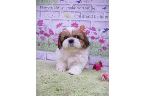 成約済の鳥取県のシーズー-190876の3枚目