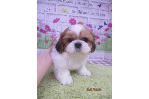 成約済の鳥取県のシーズー-190876