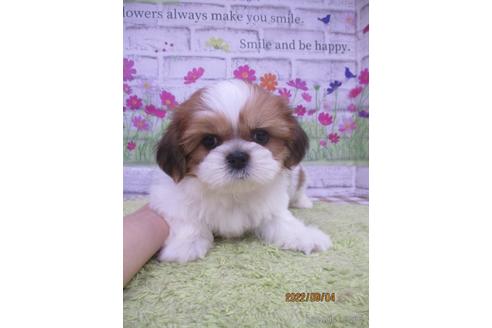 成約済の鳥取県のシーズー-190876の2枚目