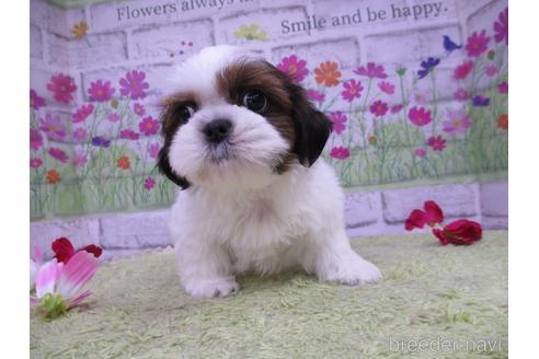 成約済の鳥取県のシーズー-190878の1枚目