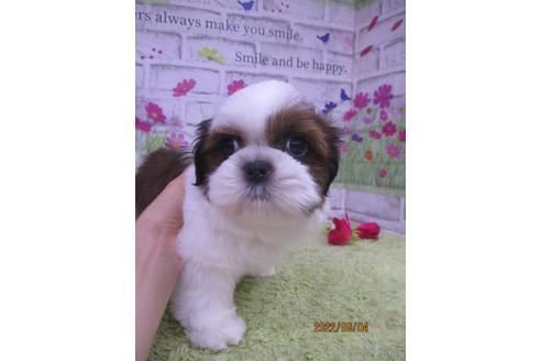 成約済の鳥取県のシーズー-190878の3枚目