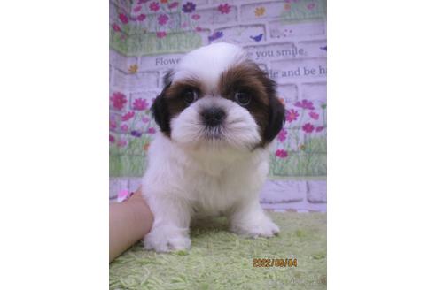 成約済の鳥取県のシーズー-190878の2枚目