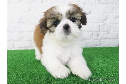 価格の高い(40万円以上)シーズーの子犬を探す（7ページ目