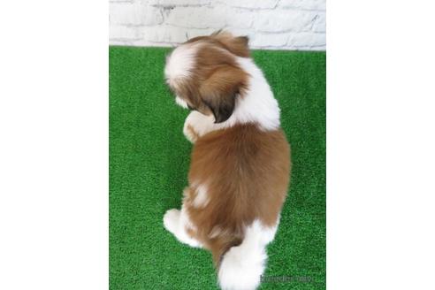 成約済の大阪府のシーズー-197257の5枚目